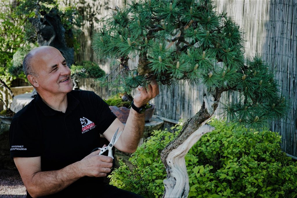 Bonsai medžių pardavimas