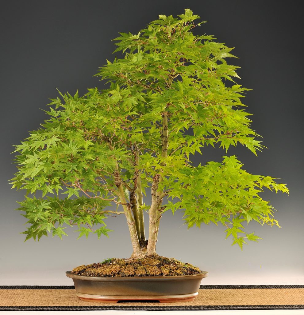 Bonsai.lt parduodamas Japoninis klevas