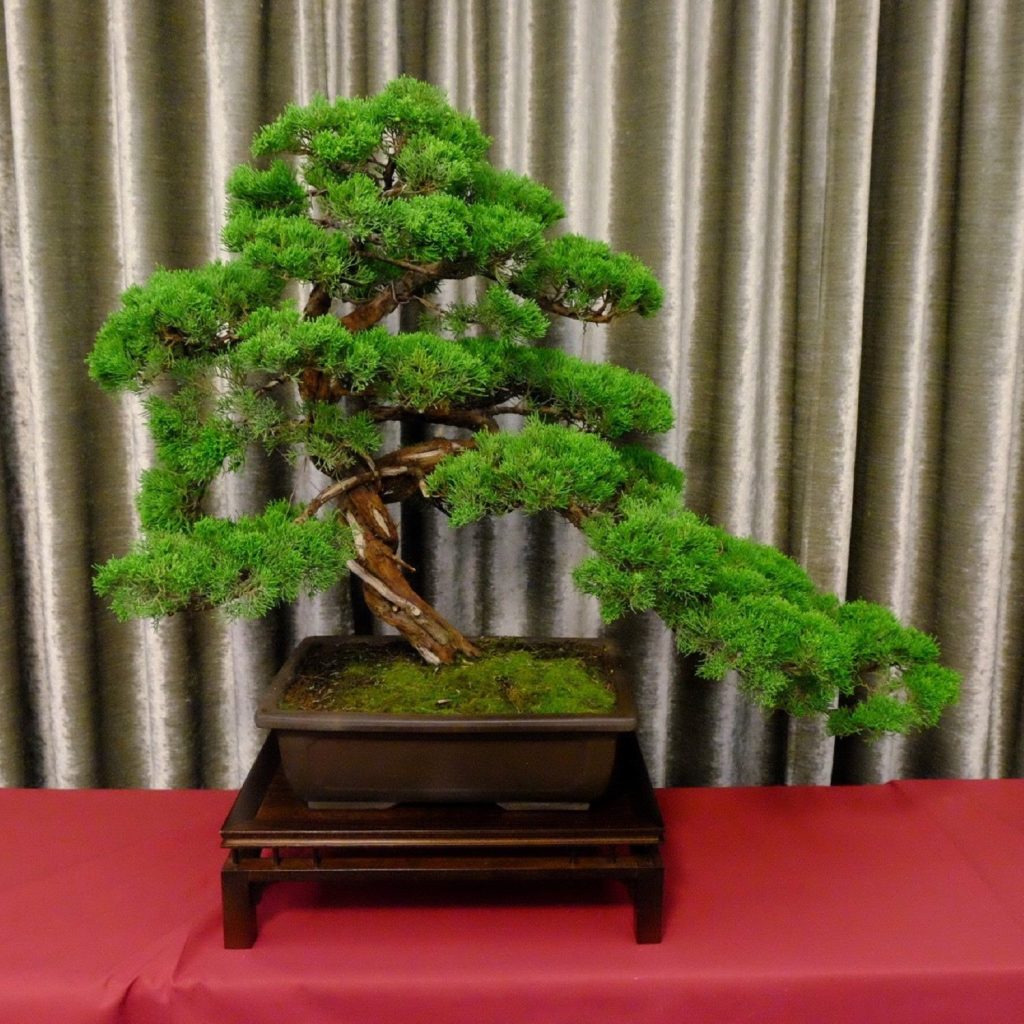 Bonsai.lt parduodamas Kadagys