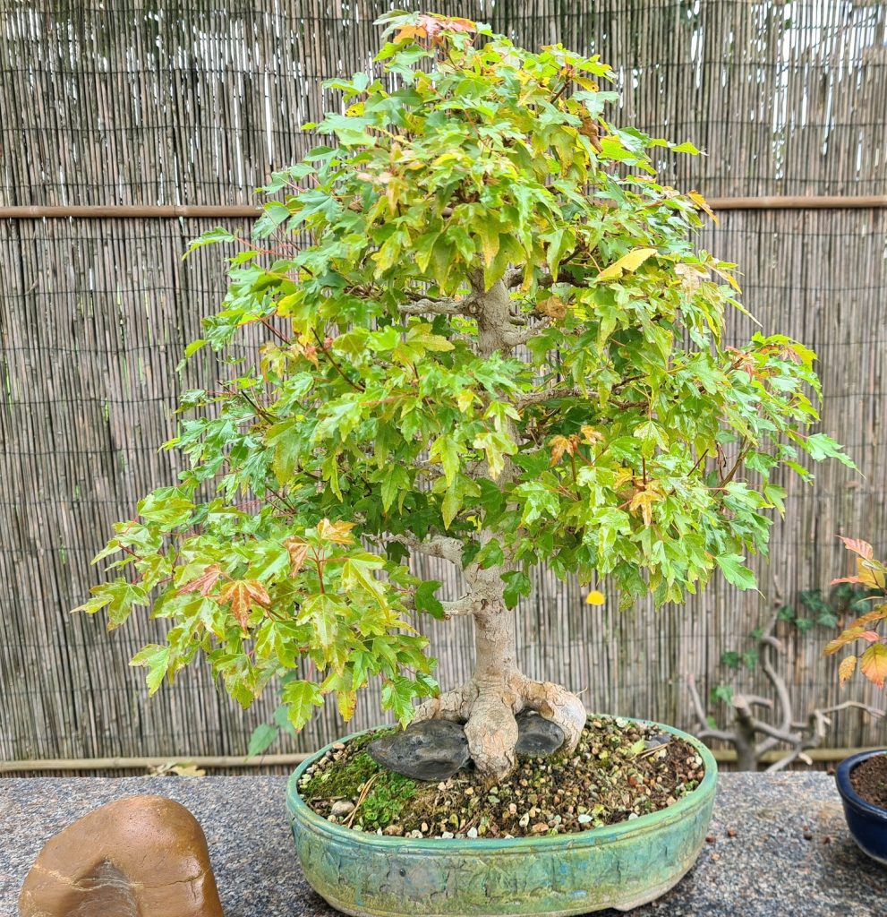 Bonsai.lt parduodamas triskliautis klevas