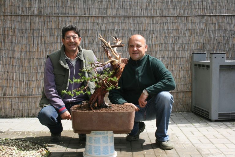 bonsai formavimo kursai