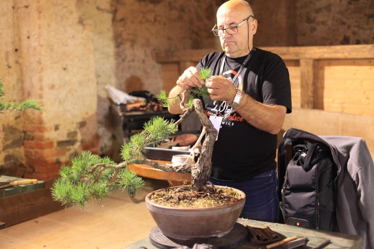 bonsai mokymai alytus