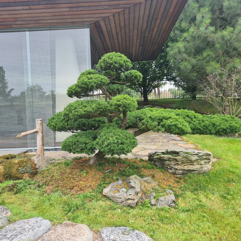 niwaki bonsai medziu formavimas lietuvoje