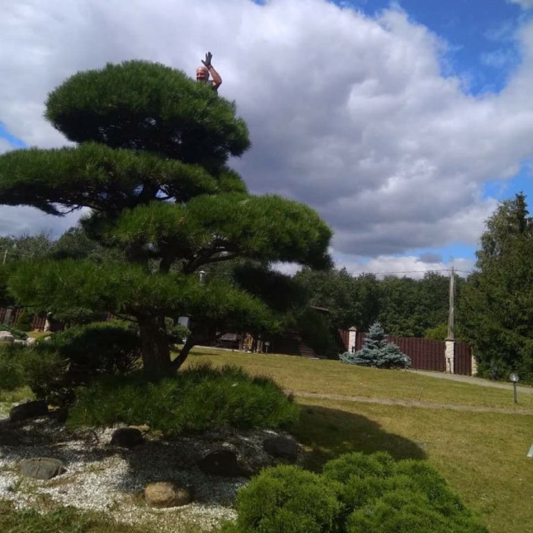 bonsai formavimas