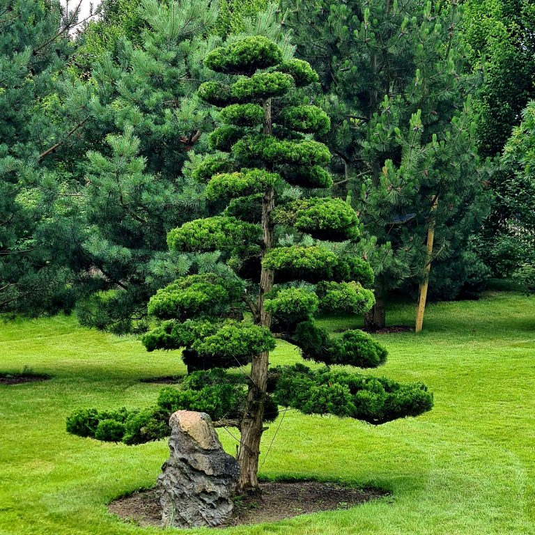 bonsai medziu formavimas