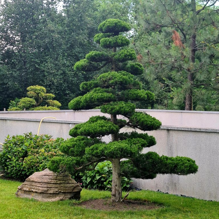medeliu formavimas bonsai.lt