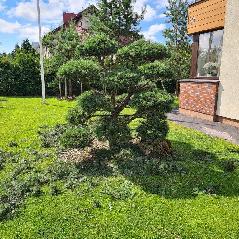 medziu formavimas bonsai
